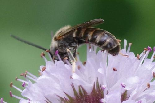 Lasioglossum sp.